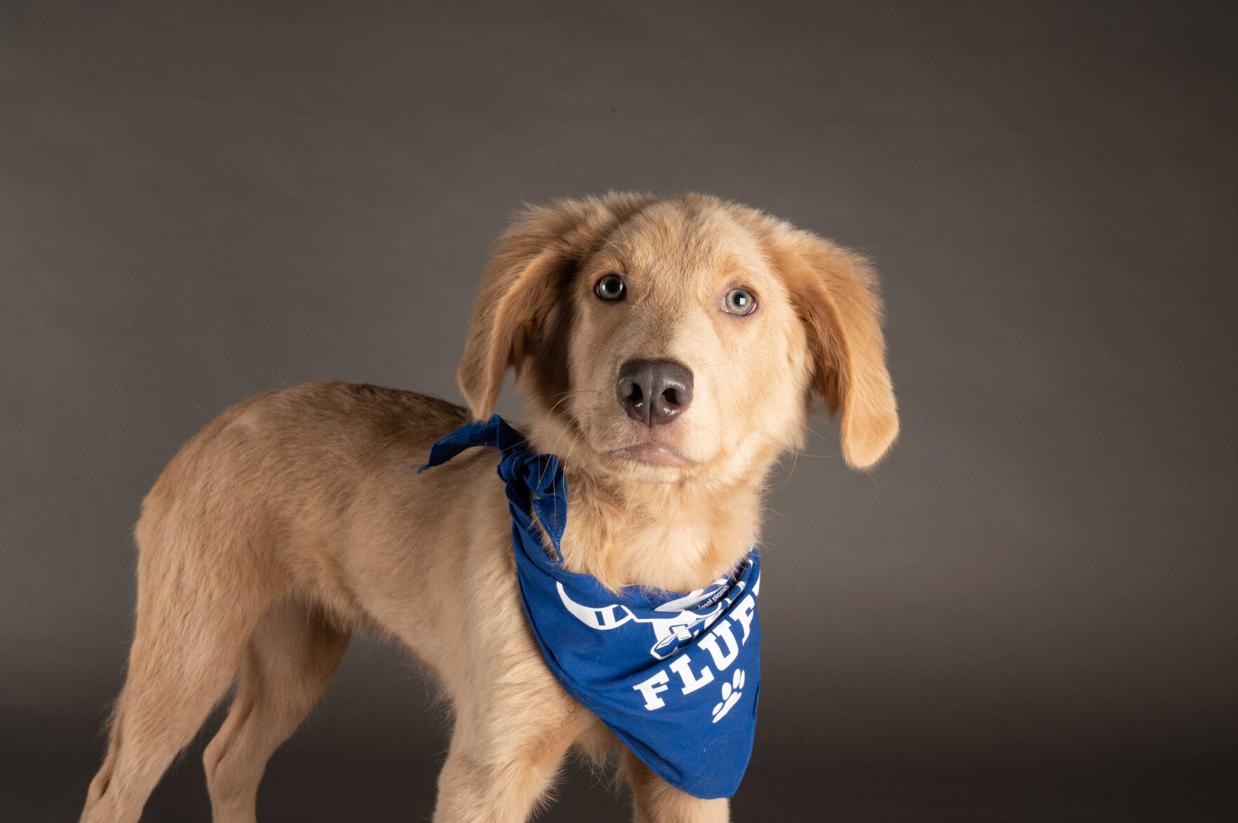 PUPPY BOWL XVII